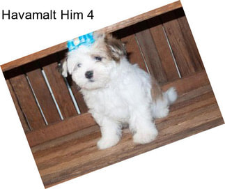 Havamalt Him 4