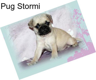 Pug Stormi