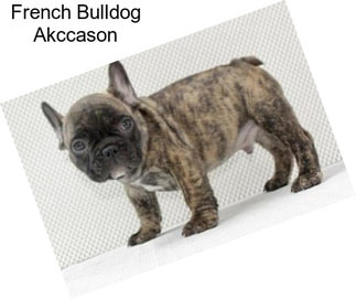 French Bulldog Akccason