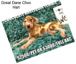 Great Dane Choc Harl