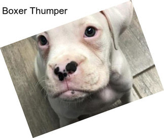 Boxer Thumper