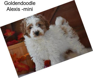 Goldendoodle Alexis -mini