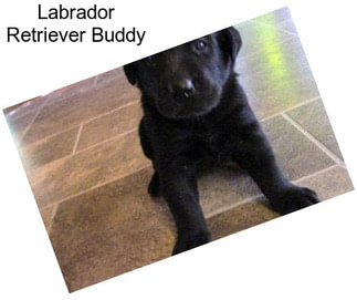 Labrador Retriever Buddy