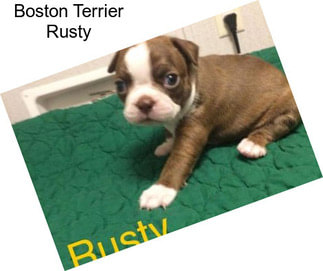 Boston Terrier Rusty