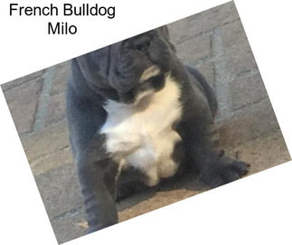 French Bulldog Milo
