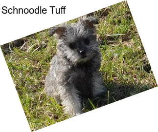 Schnoodle Tuff