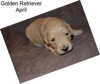 Golden Retriever April