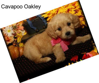 Cavapoo Oakley