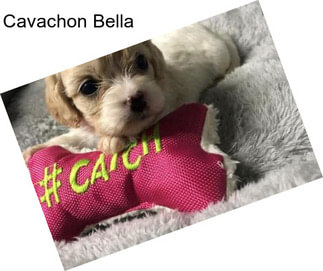 Cavachon Bella