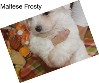 Maltese Frosty