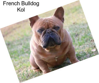 French Bulldog Kol