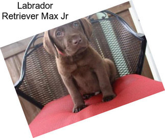 Labrador Retriever Max Jr