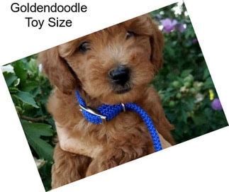 Goldendoodle Toy Size