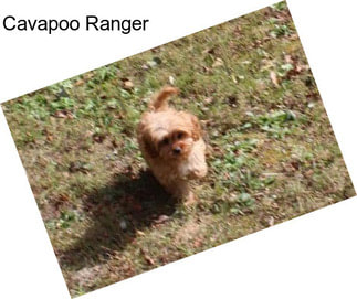 Cavapoo Ranger