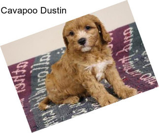 Cavapoo Dustin