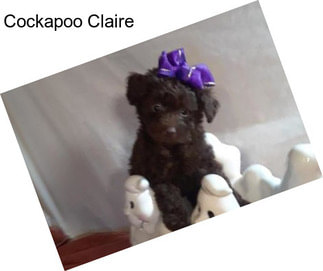 Cockapoo Claire