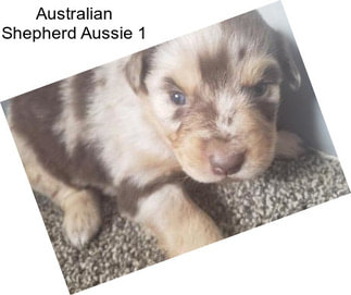 Australian Shepherd Aussie 1