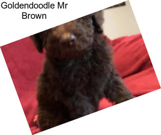 Goldendoodle Mr Brown