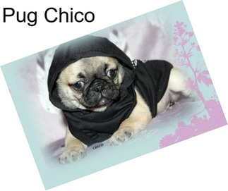 Pug Chico