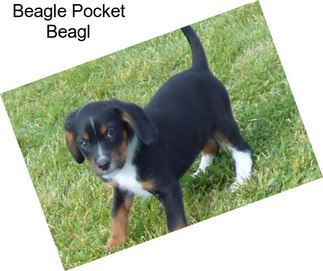 Beagle Pocket Beagl