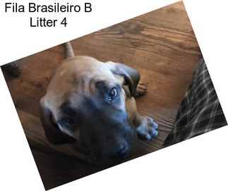 Fila Brasileiro B Litter 4