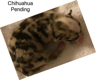 Chihuahua Pending