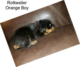 Rottweiler Orange Boy