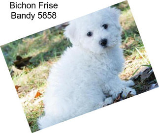 Bichon Frise Bandy 5858