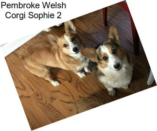 Pembroke Welsh Corgi Sophie 2