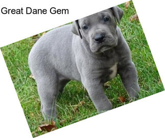 Great Dane Gem