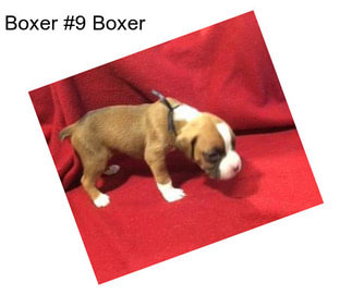 Boxer #9 Boxer