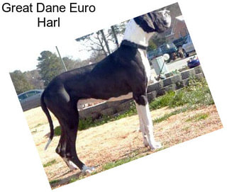 Great Dane Euro Harl