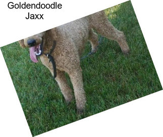 Goldendoodle Jaxx