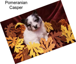 Pomeranian Casper