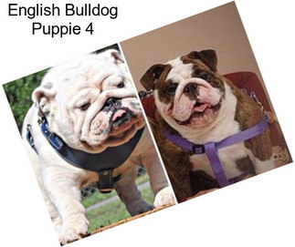 English Bulldog Puppie 4