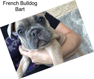 French Bulldog Bart