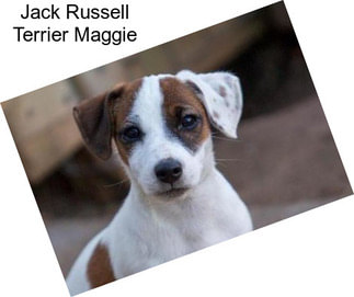 Jack Russell Terrier Maggie