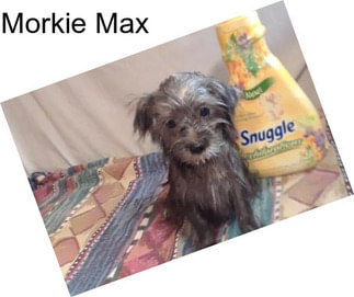 Morkie Max