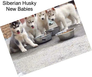 Siberian Husky New Babies