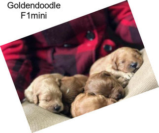 Goldendoodle F1mini