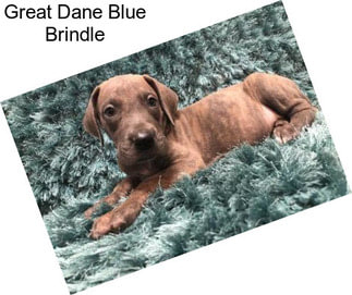 Great Dane Blue Brindle