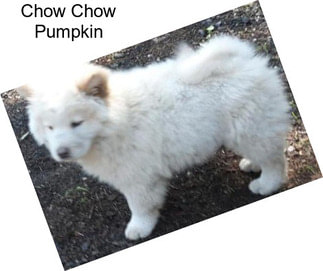 Chow Chow Pumpkin