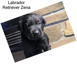 Labrador Retriever Zena