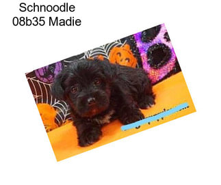 Schnoodle 08b35 Madie