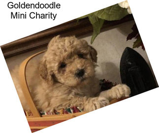 Goldendoodle Mini Charity