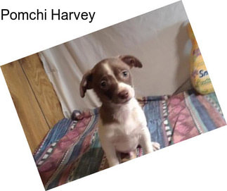 Pomchi Harvey