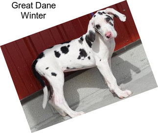 Great Dane Winter