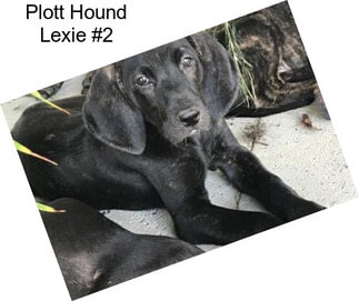 Plott Hound Lexie #2