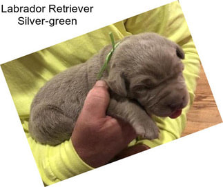 Labrador Retriever Silver-green