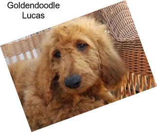 Goldendoodle Lucas